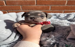 French Bulldog dogs for sale: 7 BEAUTIFUL FRENCHIE PUPPIES FOR SALE 🐾🐶  - Image 34
