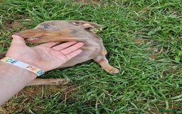 Dachshund dogs for sale: *Ready To Leave* Beautiful Dachsund Girl - 9 Weeks - Image 7