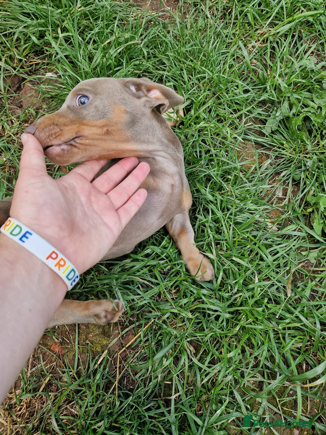 Dachshund dogs for sale: *Ready To Leave* Beautiful Dachsund Girl - 9 Weeks - Image 7