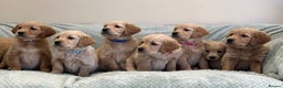 Golden Retriever dogs for sale: Quality litter of KC reg Golden Retriever Puppies  - Advert 12
