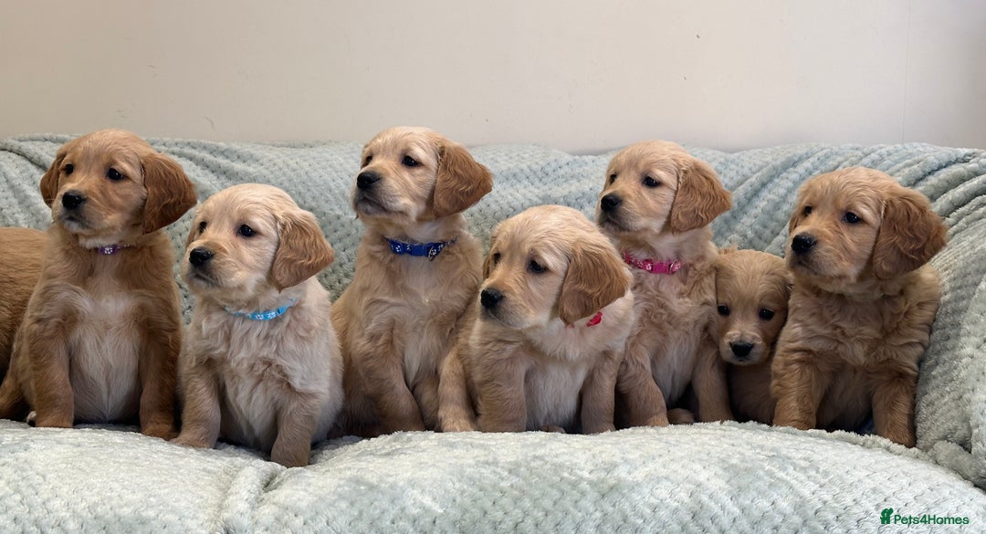 Golden Retriever dogs for sale: Quality litter of KC reg Golden Retriever Puppies  - Advert 12