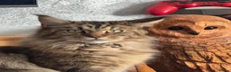 Maine Coon cats for sale: Maine coon FEMALE - Advert 1