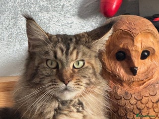 Maine Coon cats Maine coon FEMALE - Advert 2