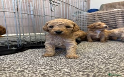 Cockapoo dogs for sale: Beautiful cockerpoo babies - Image 5