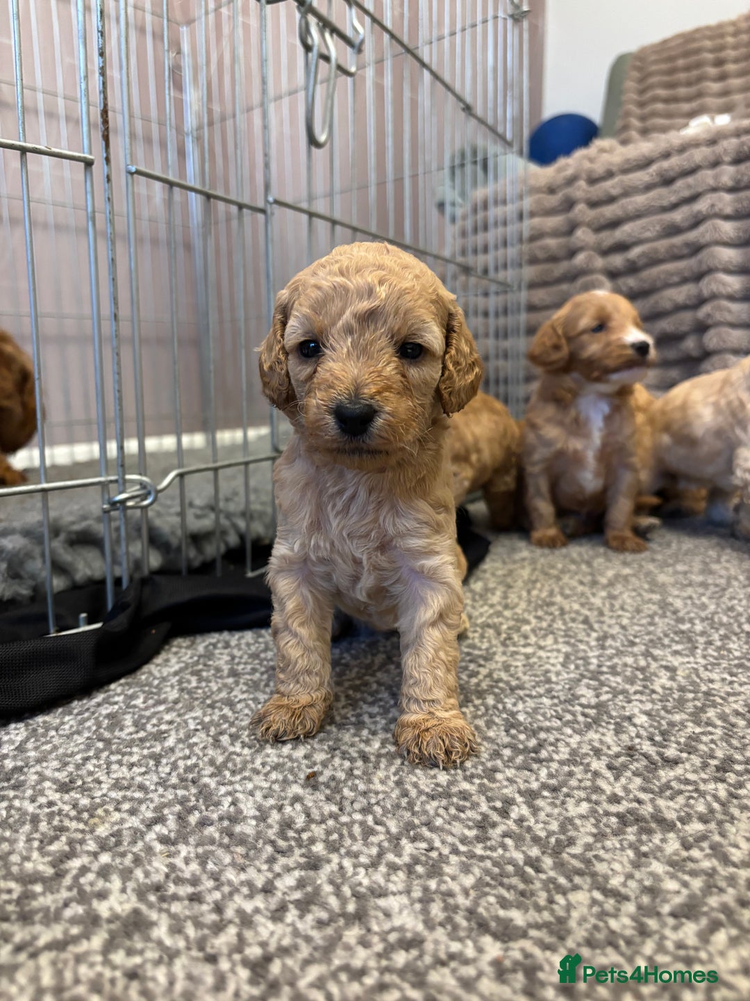 Cockapoo dogs for sale: Beautiful cockerpoo babies - Image 5