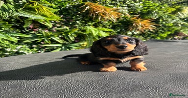 Miniature Dachshund dogs - Advert 11