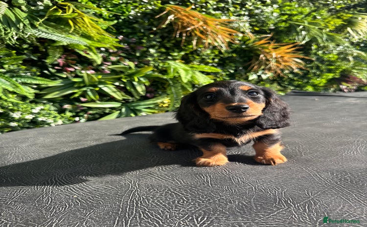 Miniature Dachshund dogs - Advert 2
