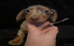 Miniature Dachshund dogs for sale: 🥰 Stunning Miniature Dachshunds 🥰 - Advert 12