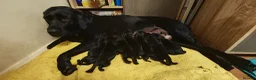 Labrador Retriever dogs for sale: Black Labrador puppies  in Ipswich - Advert 14