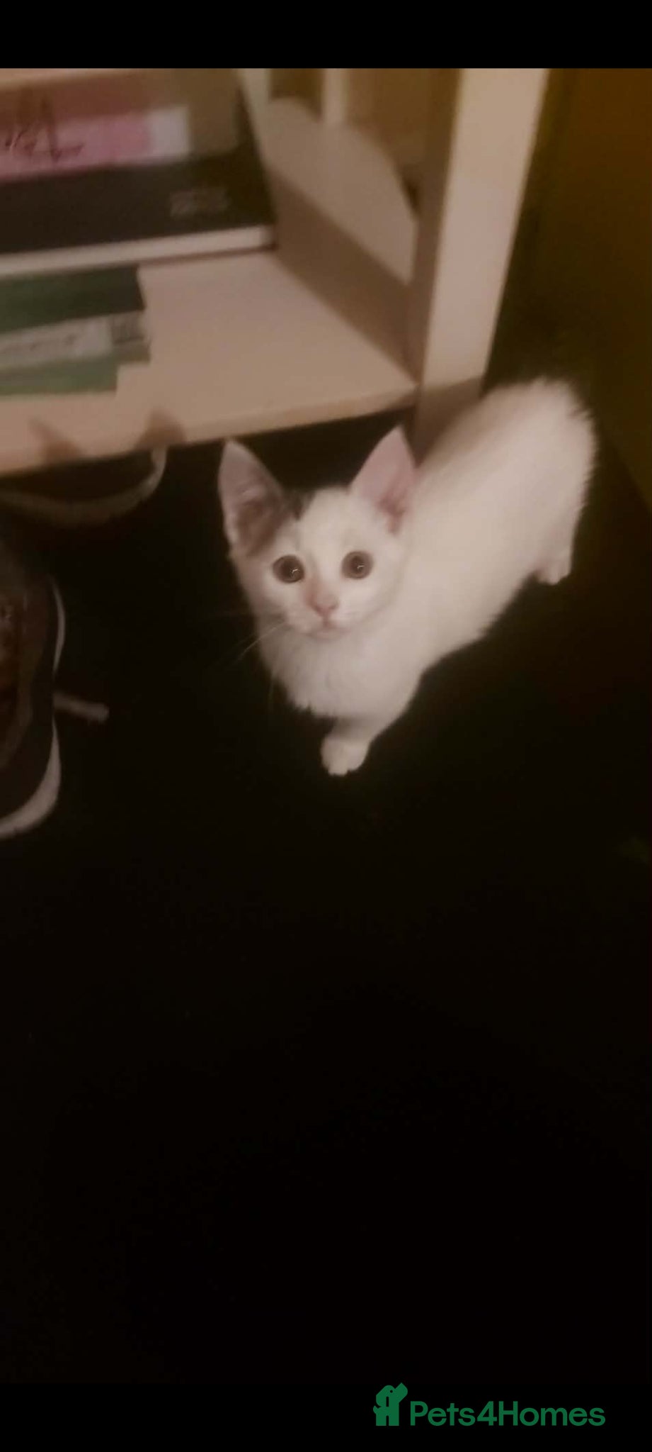 British Shorthair cats British shorthair  - Advert 1