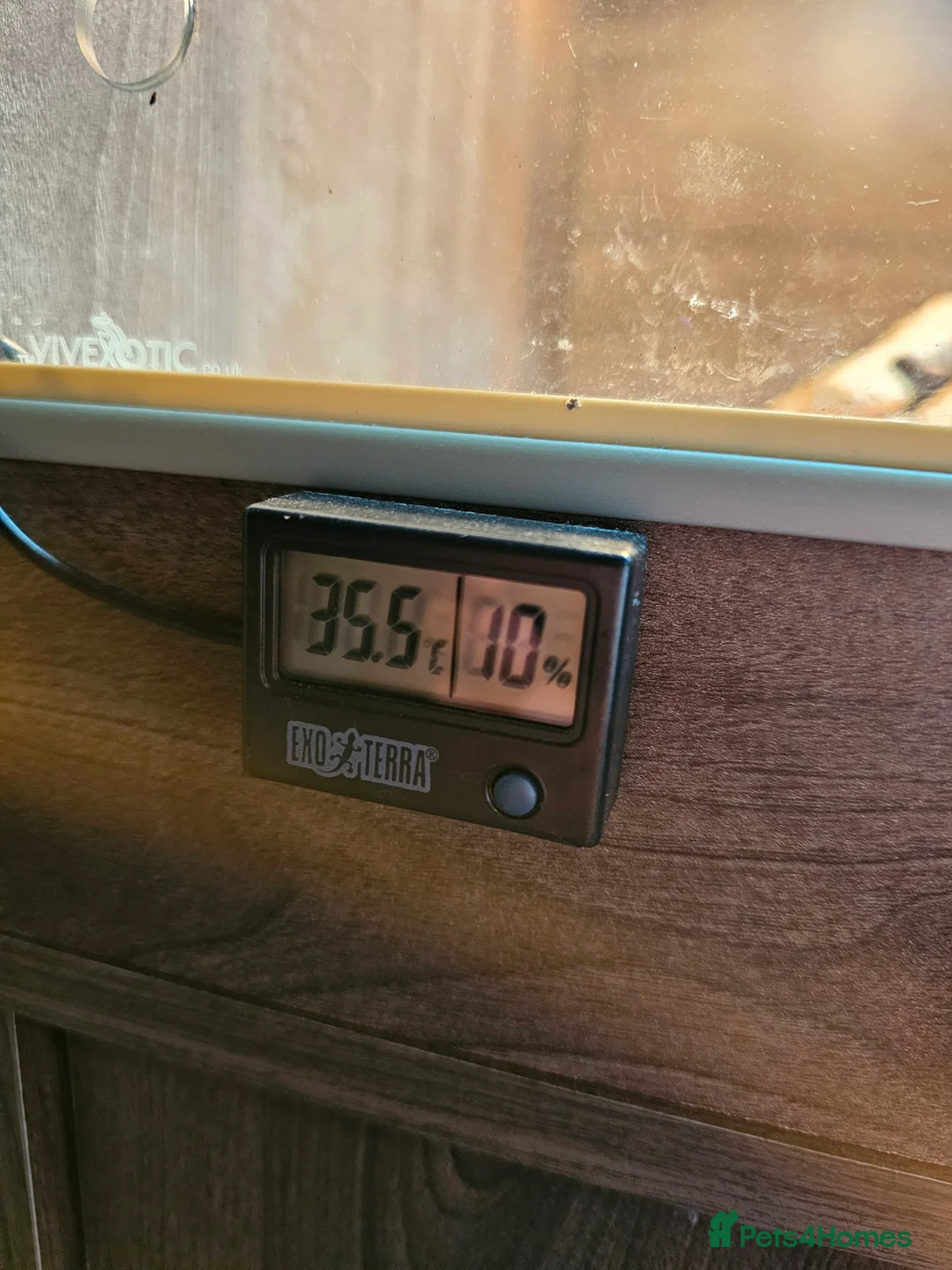 Skink reptiles for sale: Blue Tongued Skink-Male enclosure and cabnet setup - Advert 26