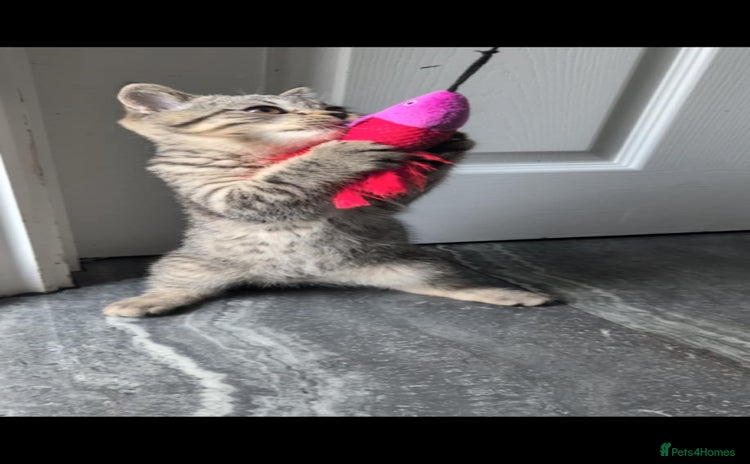 British Shorthair cats - Advert 1