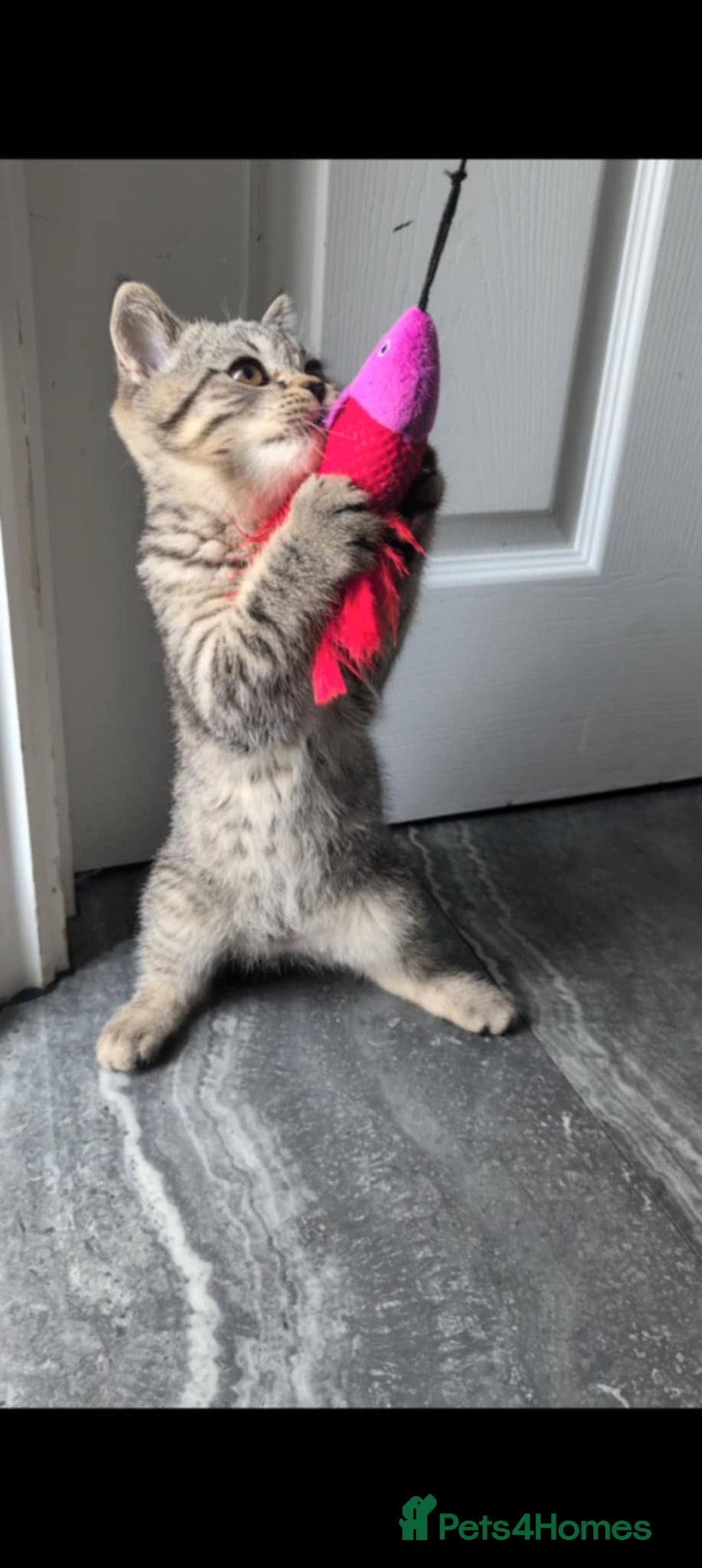 British Shorthair cats for sale:  Ready now. British shorthair kittens  - Image 11
