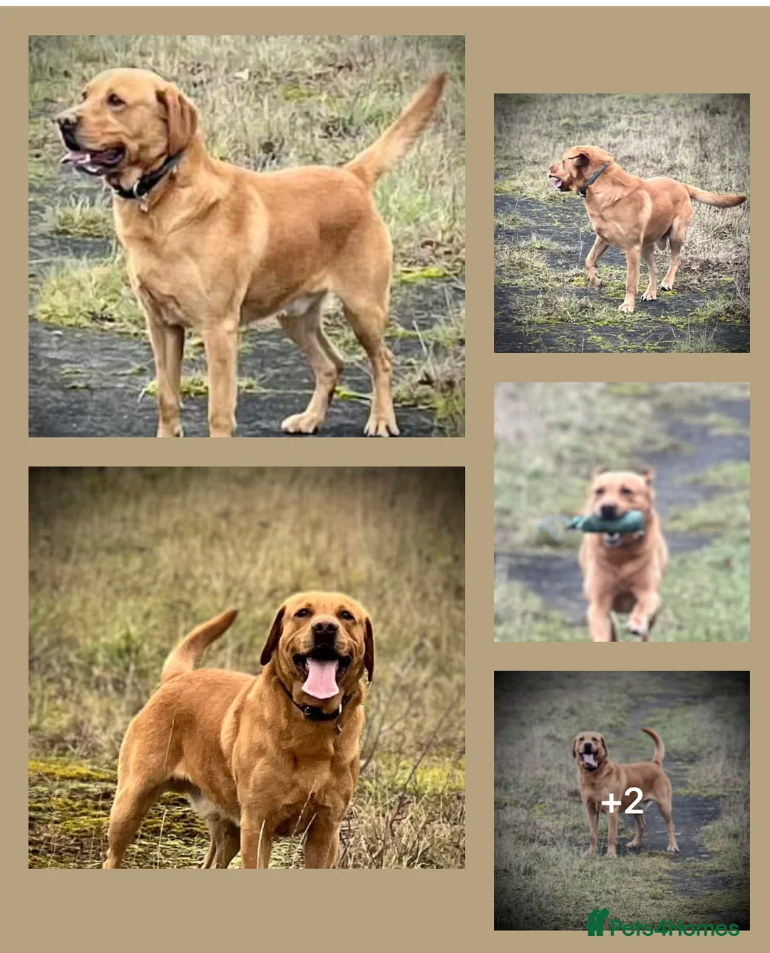 Labrador Retriever dogs for sale: KC Labrador Pups Chunky Traditional  Working - Advert 33