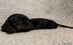 Miniature Dachshund dogs for sale: Miniature dachshund  - Image 13