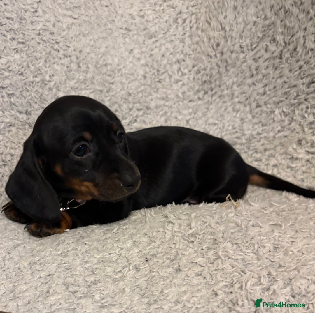 Miniature Dachshund dogs for sale: Miniature dachshund  - Image 13