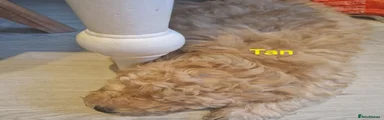 Tan