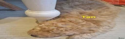 Cockapoo dogs for sale: Stunning F1B Cockapoos - DNA Clear - Advert 10