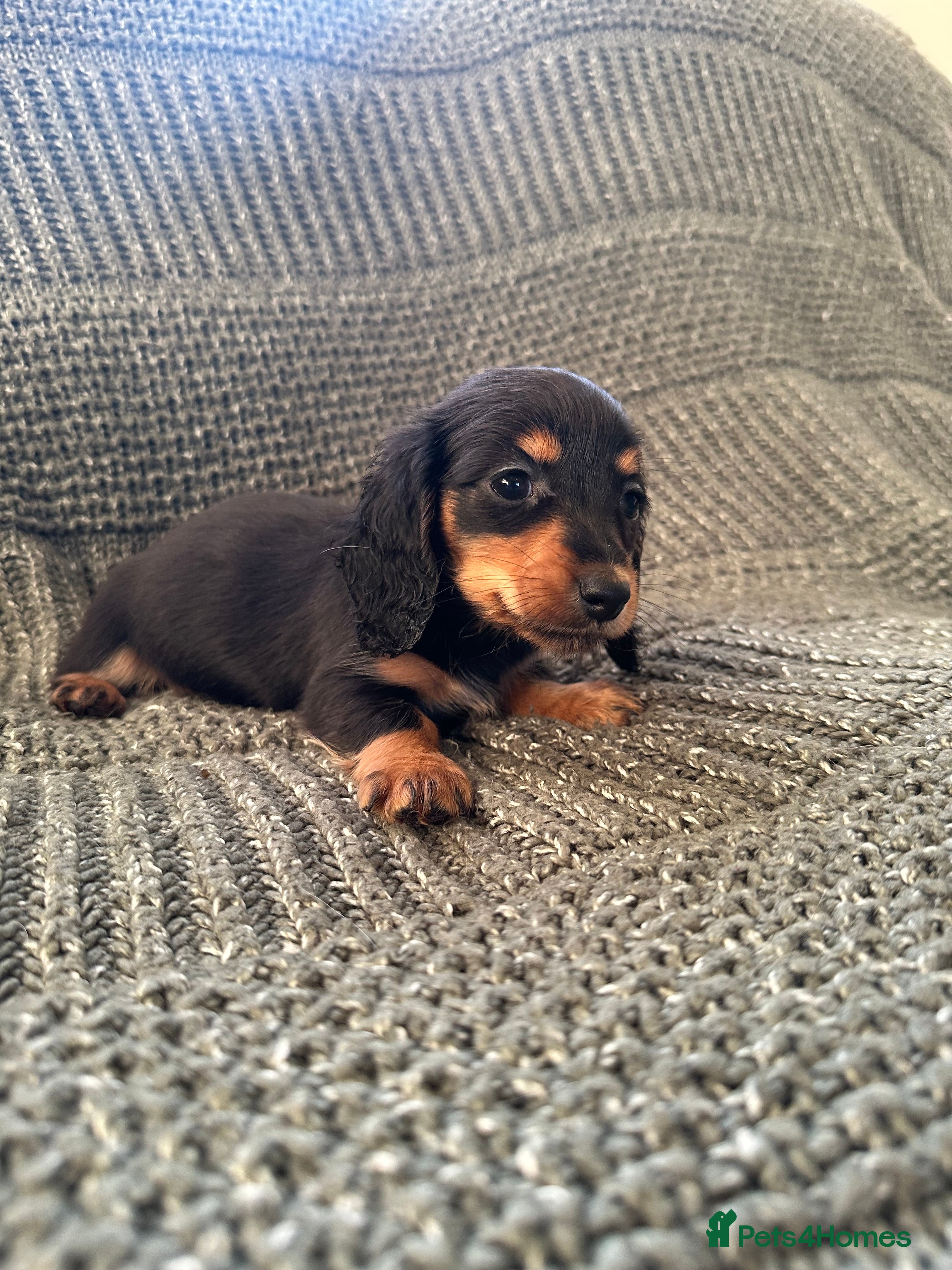 Miniature Dachshund dogs Miniature Longhairded dachshund Black/Tan M&F - Advert 15
