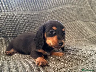 Miniature Dachshund dogs Miniature Longhairded dachshund Black/Tan M&F - Advert 15