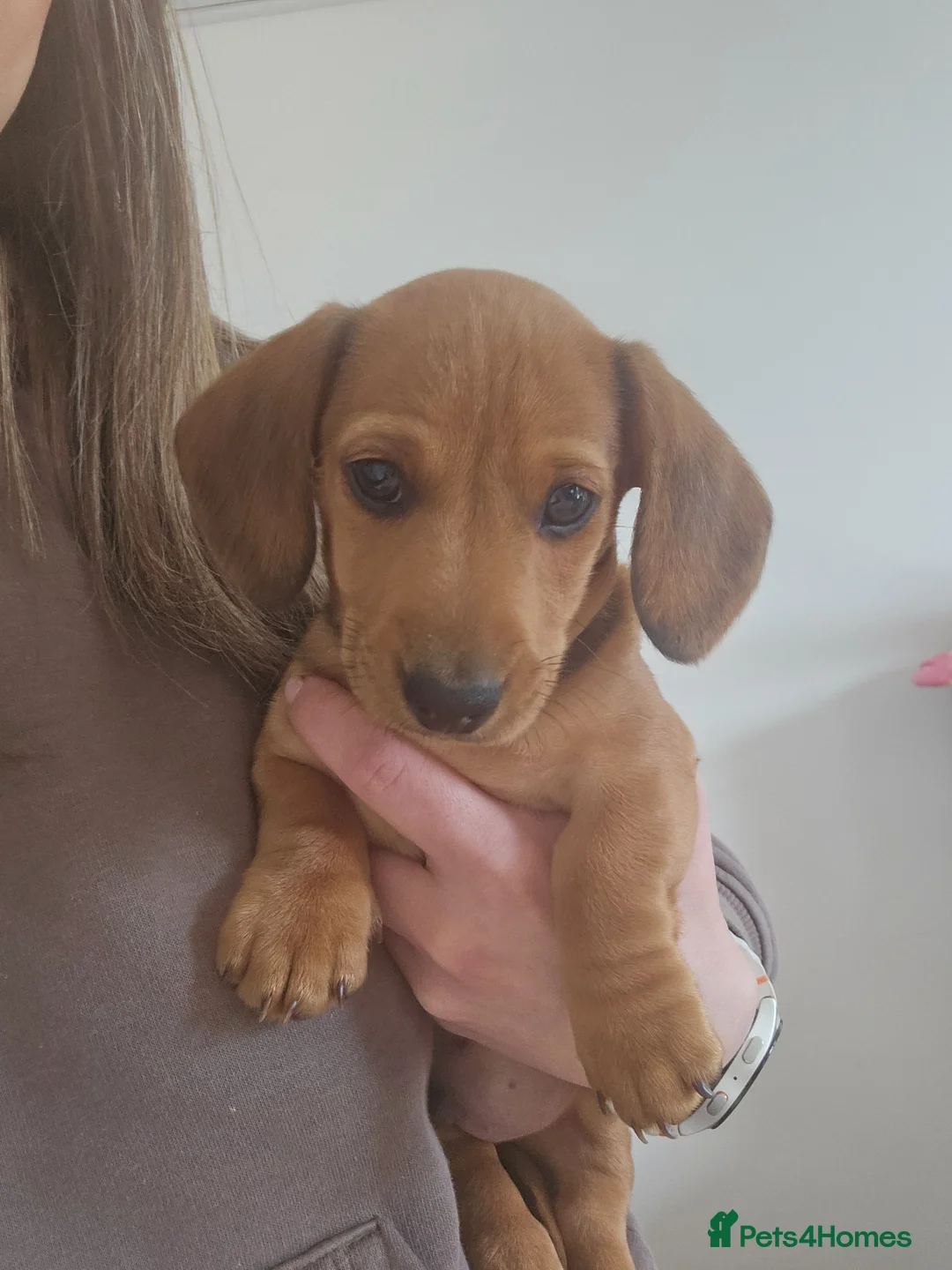 Miniature Dachshund dogs for sale: **1 boy left ready now** - Advert 1