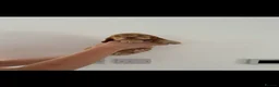 Cocker Spaniel dogs for sale: 10 Adorable Show Cocker spaniels in Billericay - Advert 6