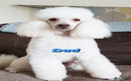 Goldendoodle dogs for sale: One boy left Goldendoodle - Image 6