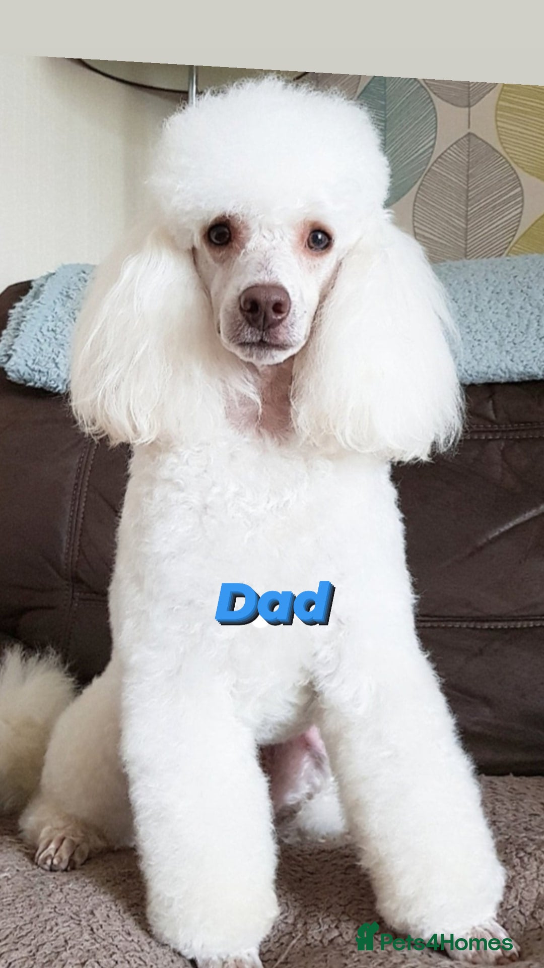 Goldendoodle dogs for sale: One boy left Goldendoodle - Image 6