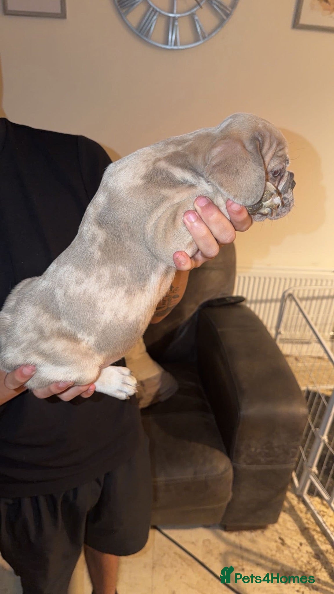 French Bulldog dogs 1. Lilac Merle boy left. REDUCED. - Advert 14