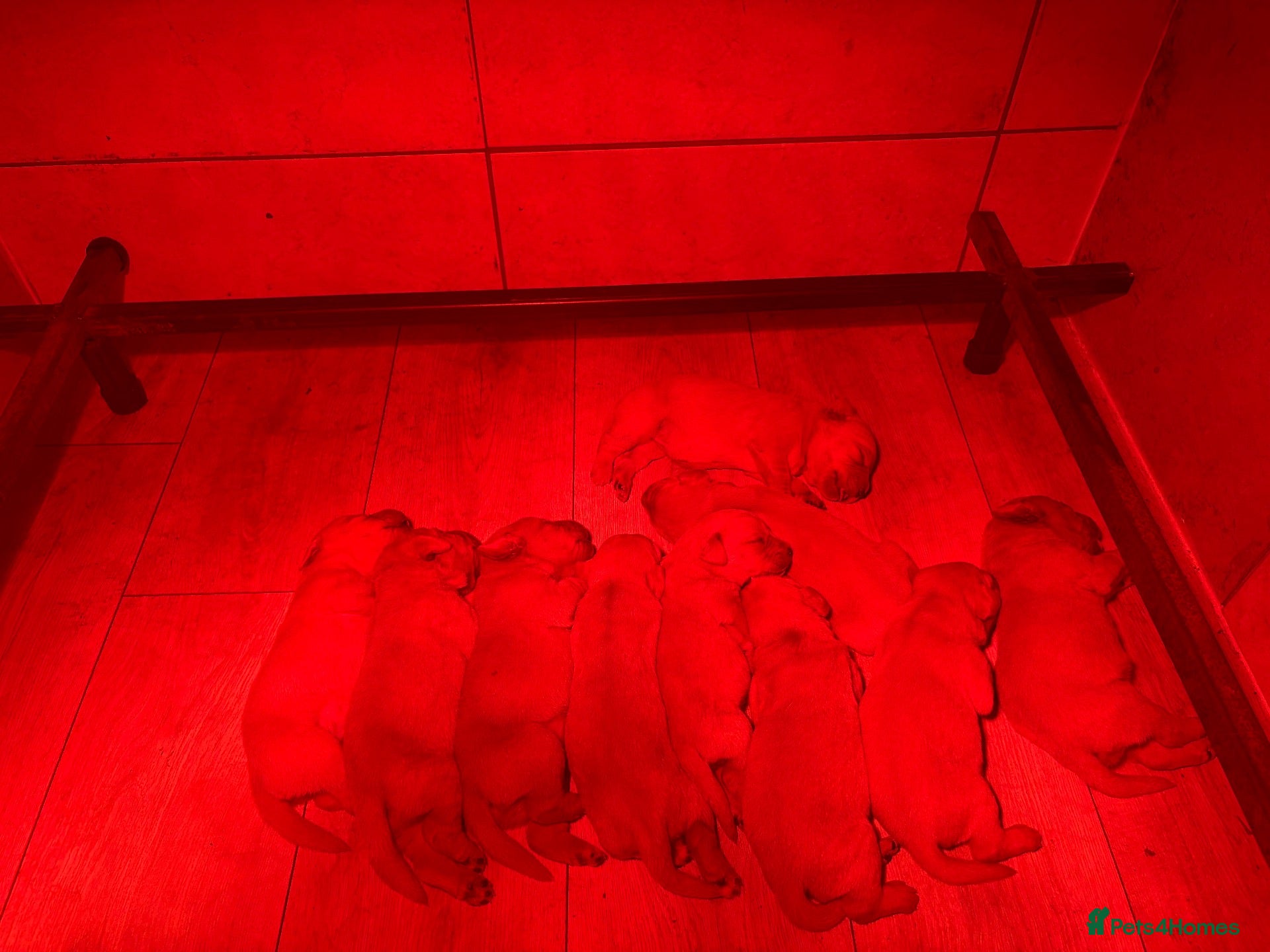Labrador Retriever dogs Beautiful Litter of Fox Red Labrador Puppies 🦊 🐶 - Advert 2