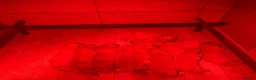 Labrador Retriever dogs for sale: Beautiful Litter of Fox Red Labrador Puppies 🦊 🐶 - Advert 2