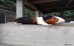 Guinea Pig rodents for sale: Tort and White Baby Boars. - Image 7