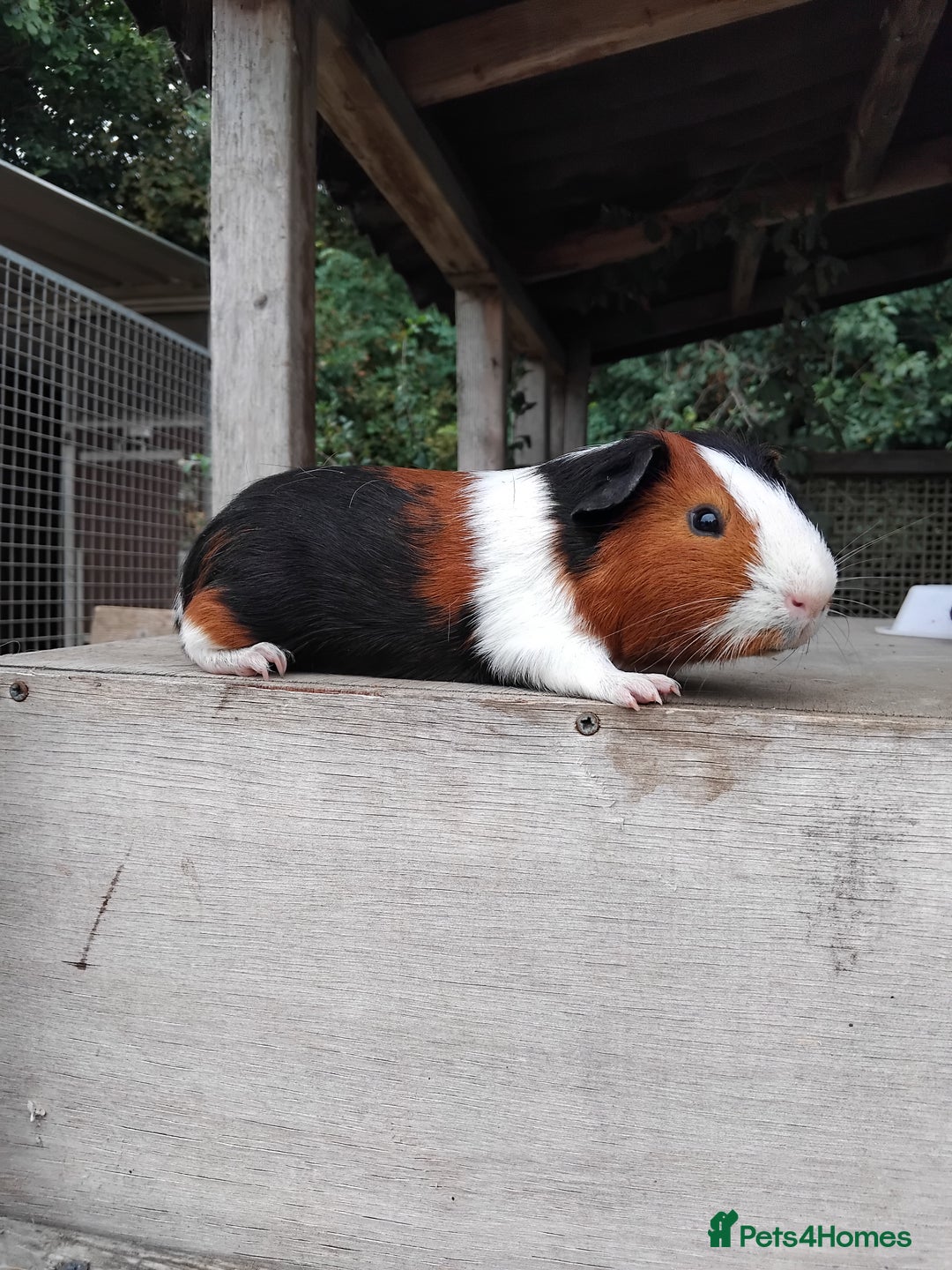 Guinea Pig rodents for sale: Tort and White Baby Boars. - Image 7