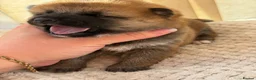 Japanese Shiba Inu dogs for sale: Japanese Shiba Inu Puppies Parents Health Tested - Advert 20