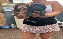 Shihpoo dogs for sale: Shihpoo - Image 3