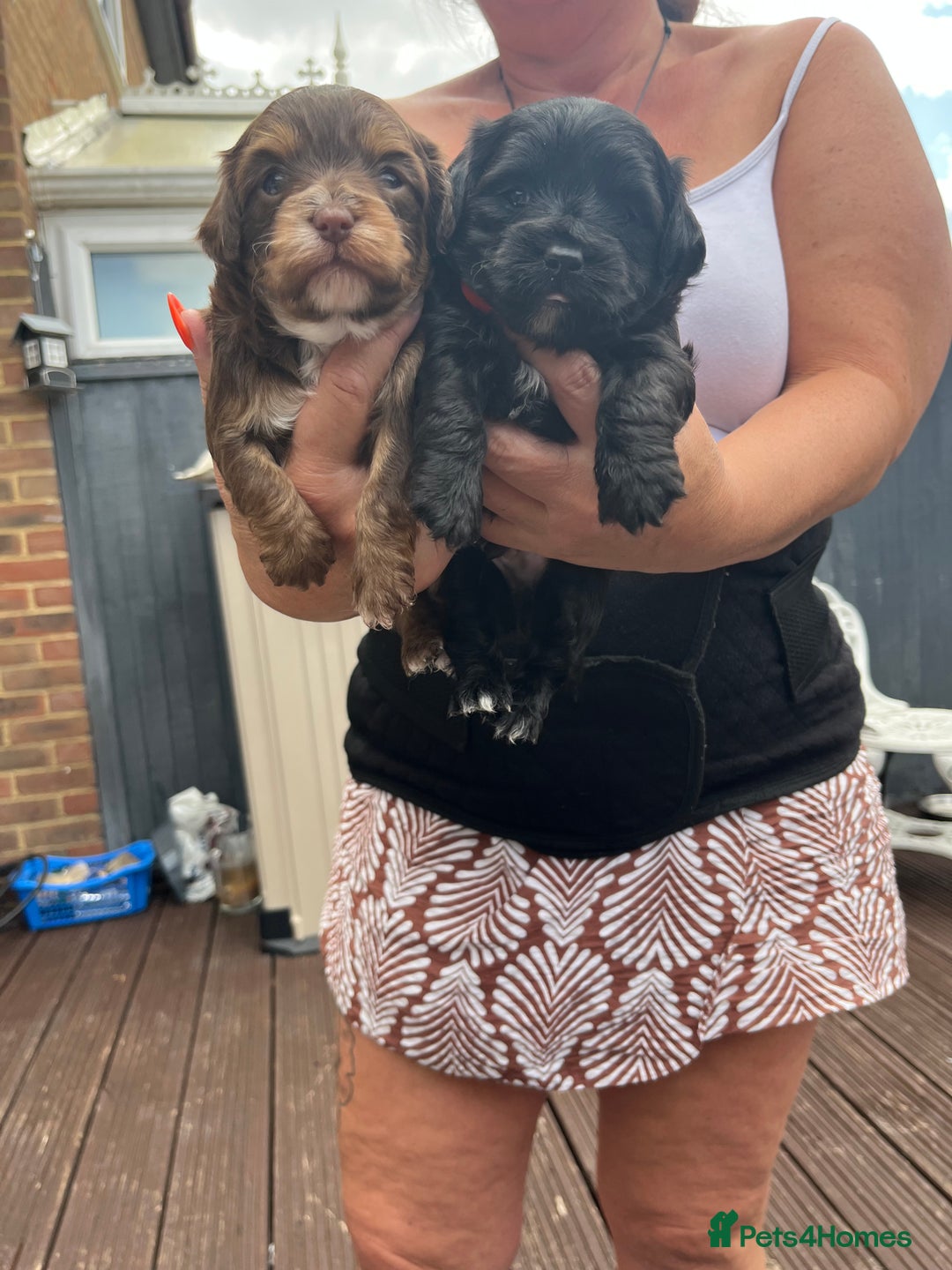 Shihpoo dogs for sale: Shihpoo - Image 3