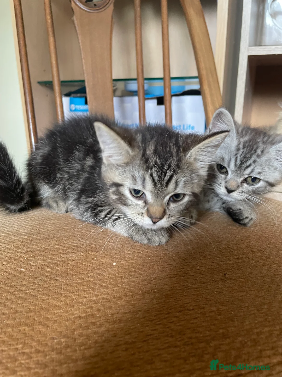 Mixed Breed cats for sale: Chocolate box kittens! - Advert 2