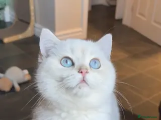 British Shorthair cats Female British short hair - Advert 1