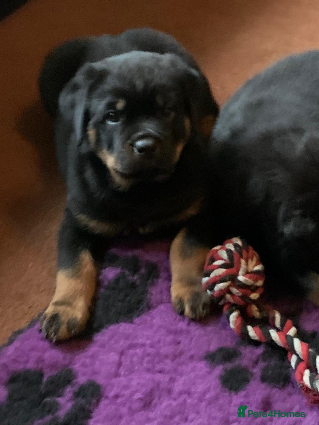 Rottweiler dogs for sale: Proper big old fashioned Rottie  pups ready now  - Advert 10