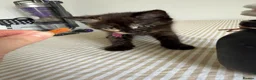 Mixed Breed cats for sale: Kittens 🐱  - Advert 6