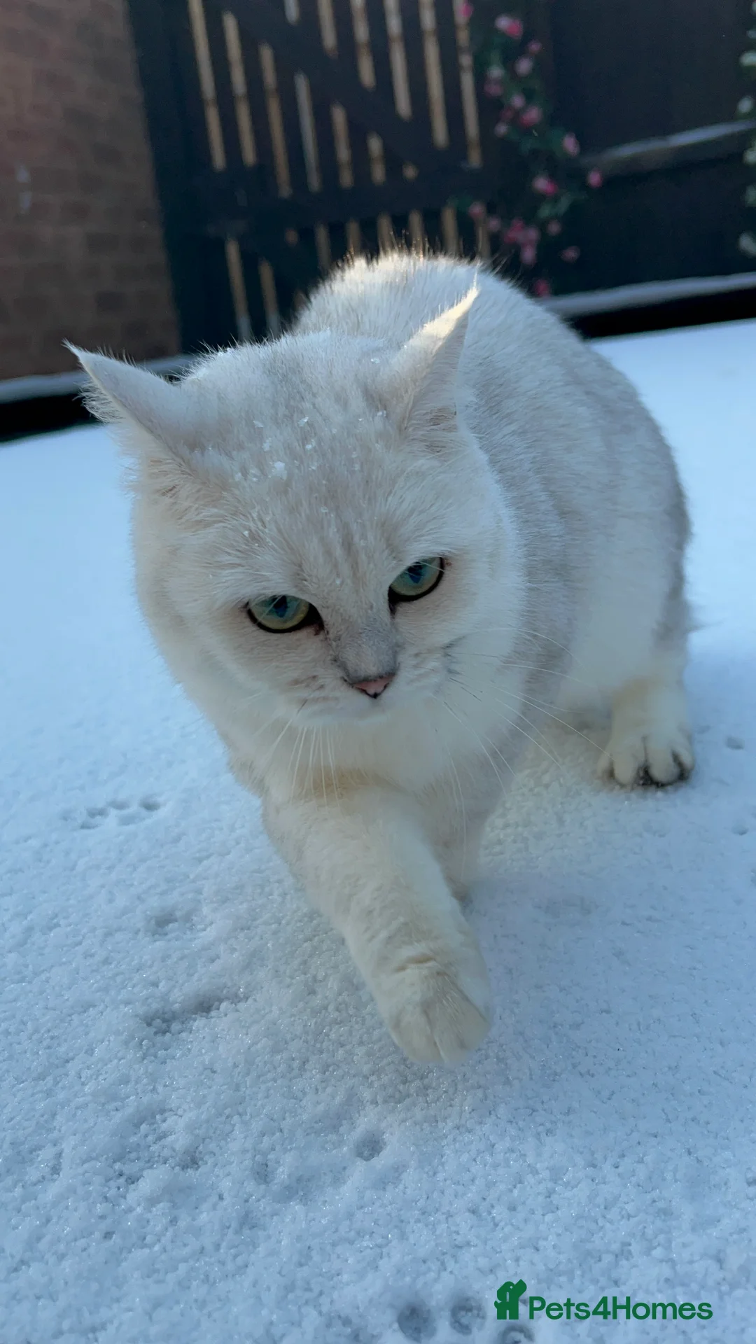 British Shorthair cats for sale: Champion Line GCCF Reg. Chinchilla British SHair - Advert 5