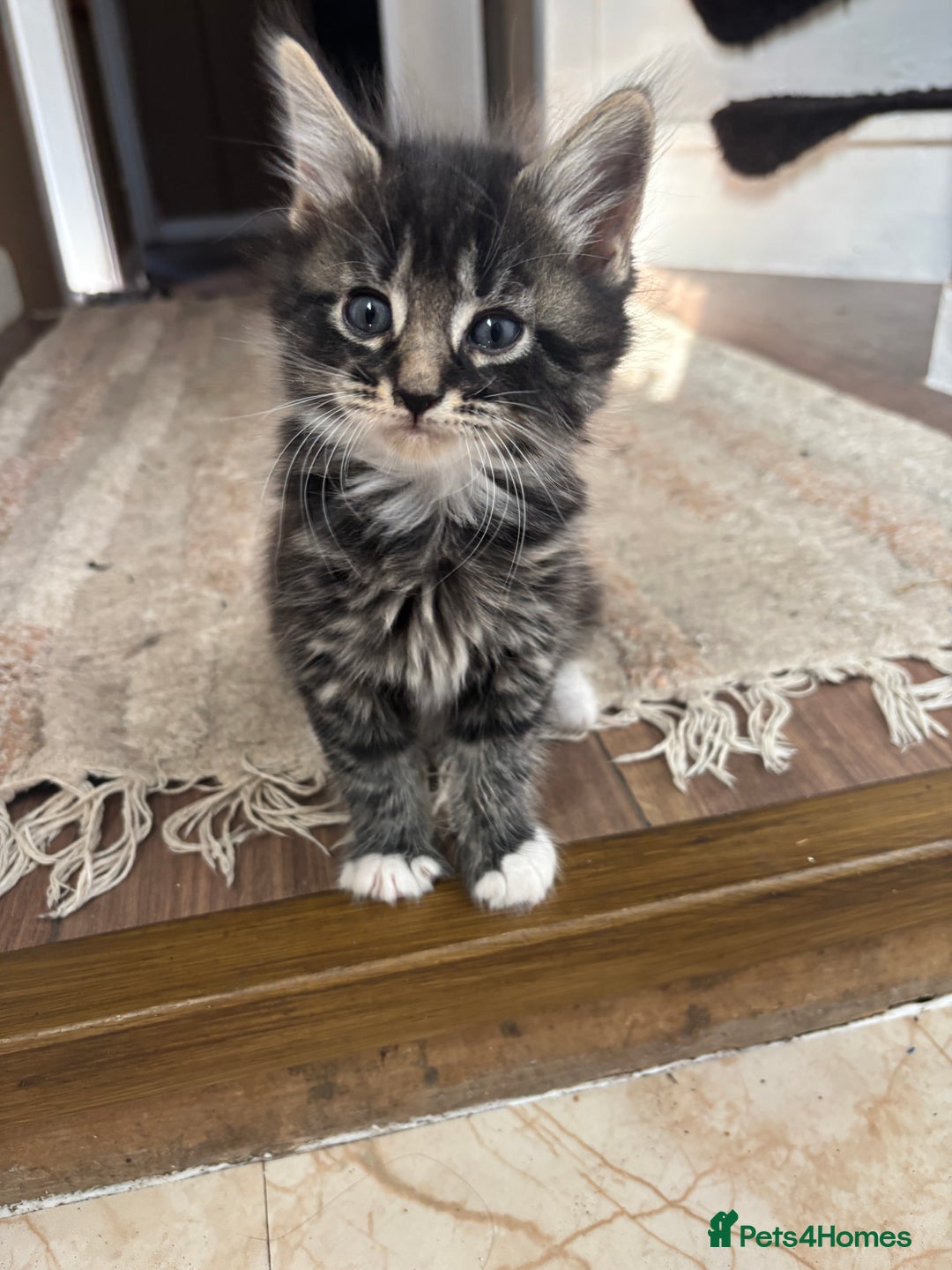 Mixed Breed cats for sale: 5 🩷beautiful kittens looking for a lovely home🩷 - Image 5