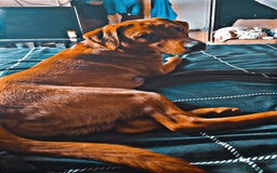 Labrador Retriever dogs for sale: fox red labrador retriever Male - Image 2