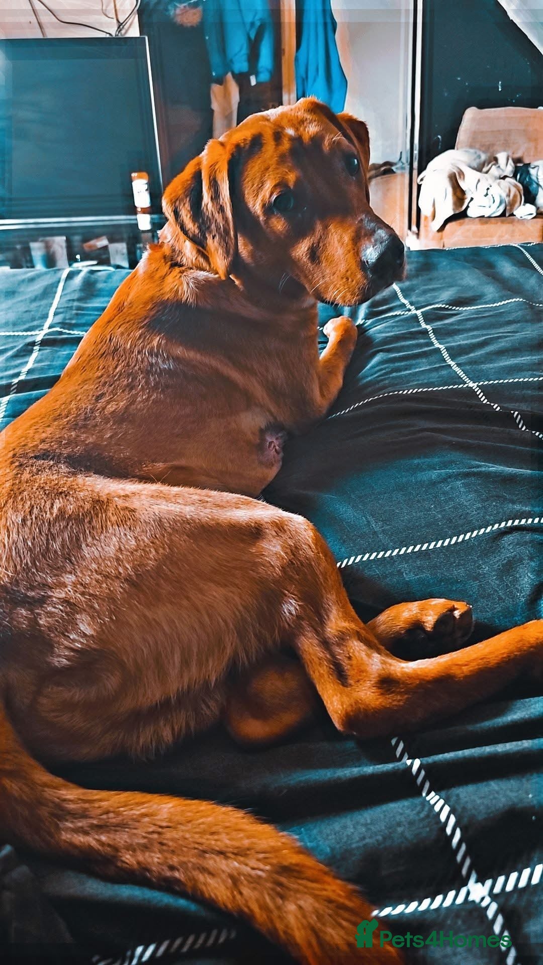 Labrador Retriever dogs for sale: fox red labrador retriever Male - Image 2
