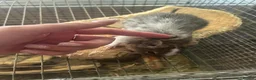 Degus rodents for sale: Two male bonded degus looking for a new home - Advert 3