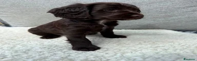 Cockapoo 3