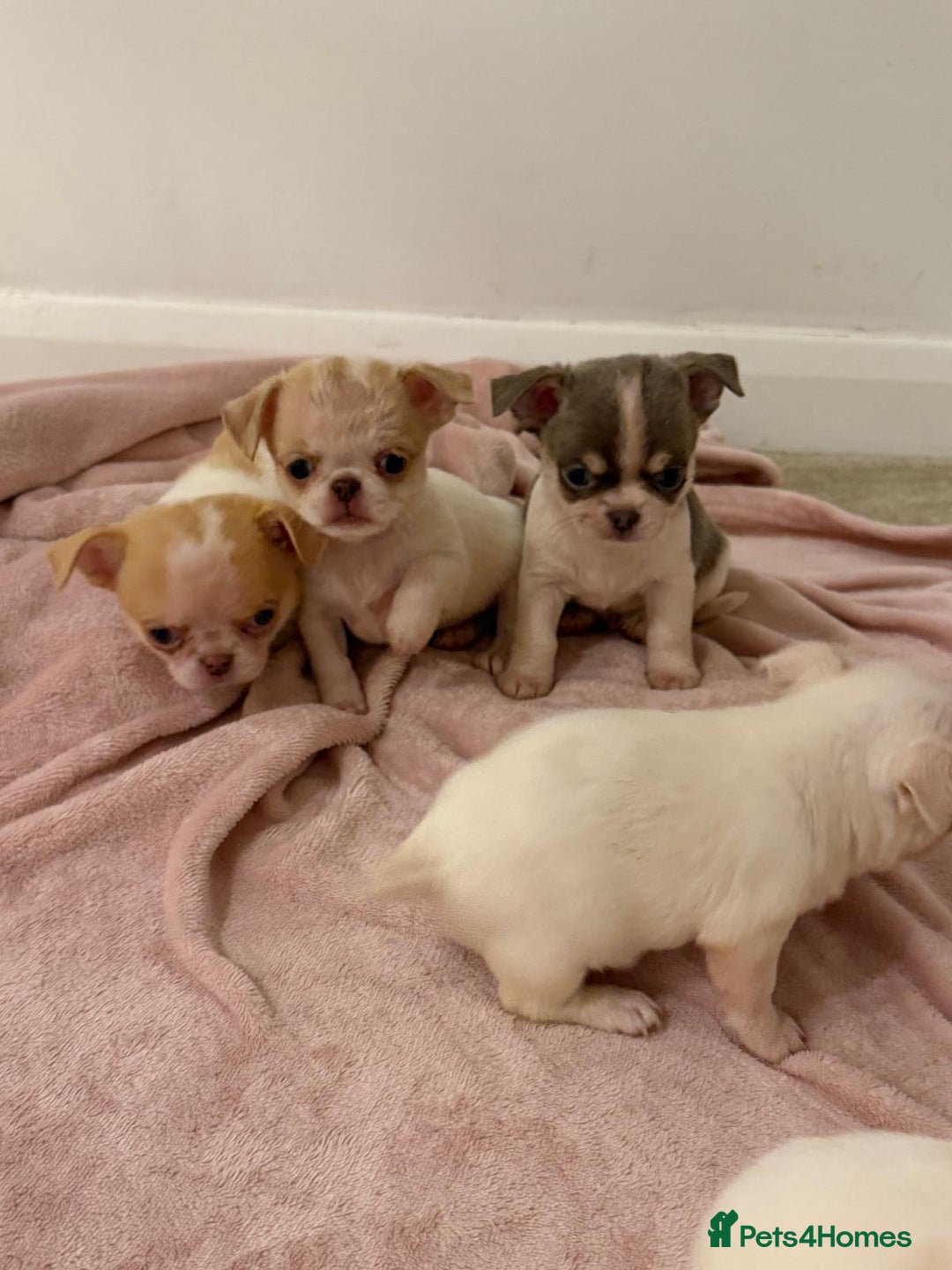Chihuahua dogs for sale: Kc chihuahua puppies Russian and Ukraine lines - Advert 34