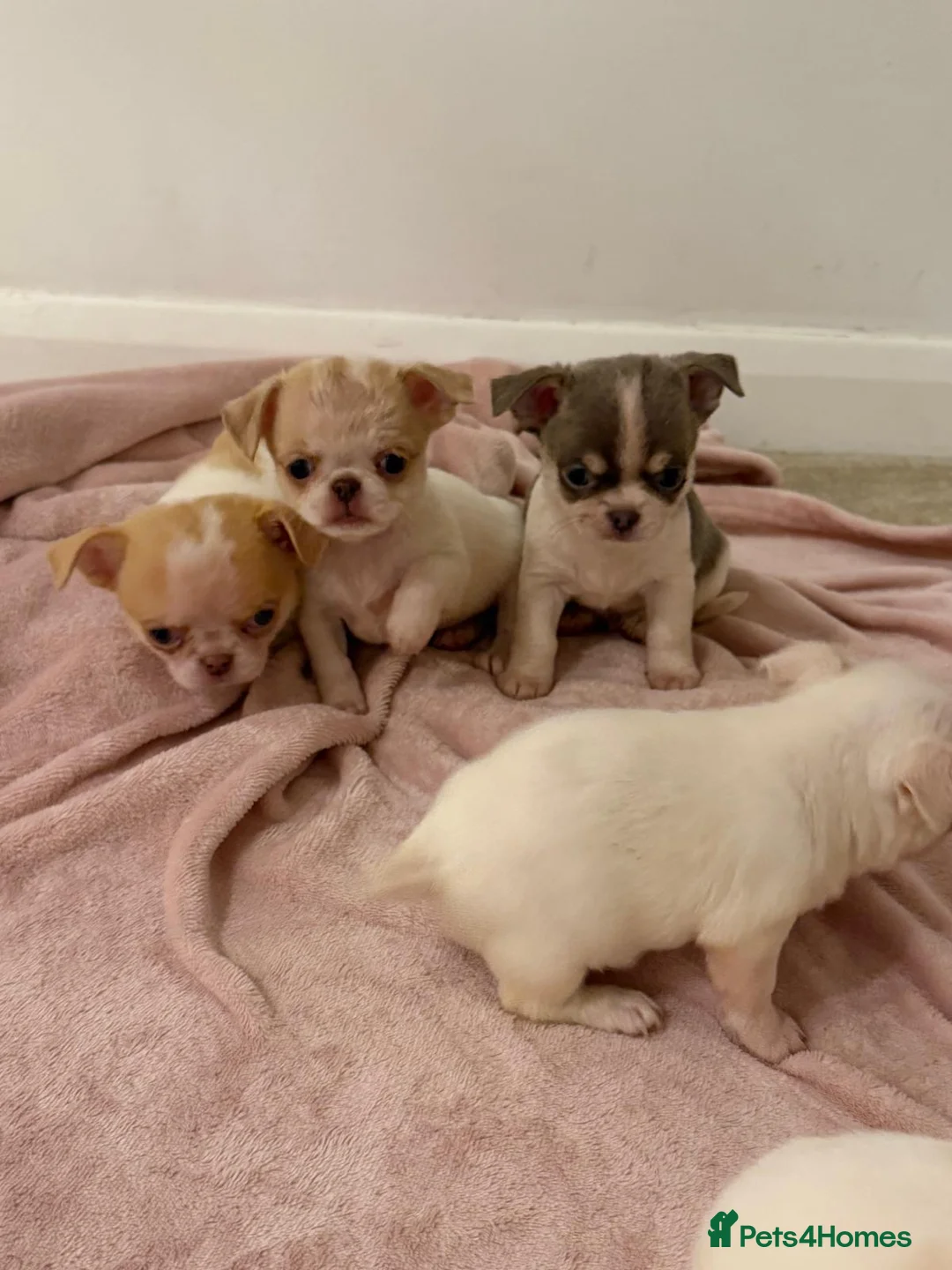 Chihuahua dogs for sale: Kc chihuahua puppies Russian and Ukraine lines - Advert 34