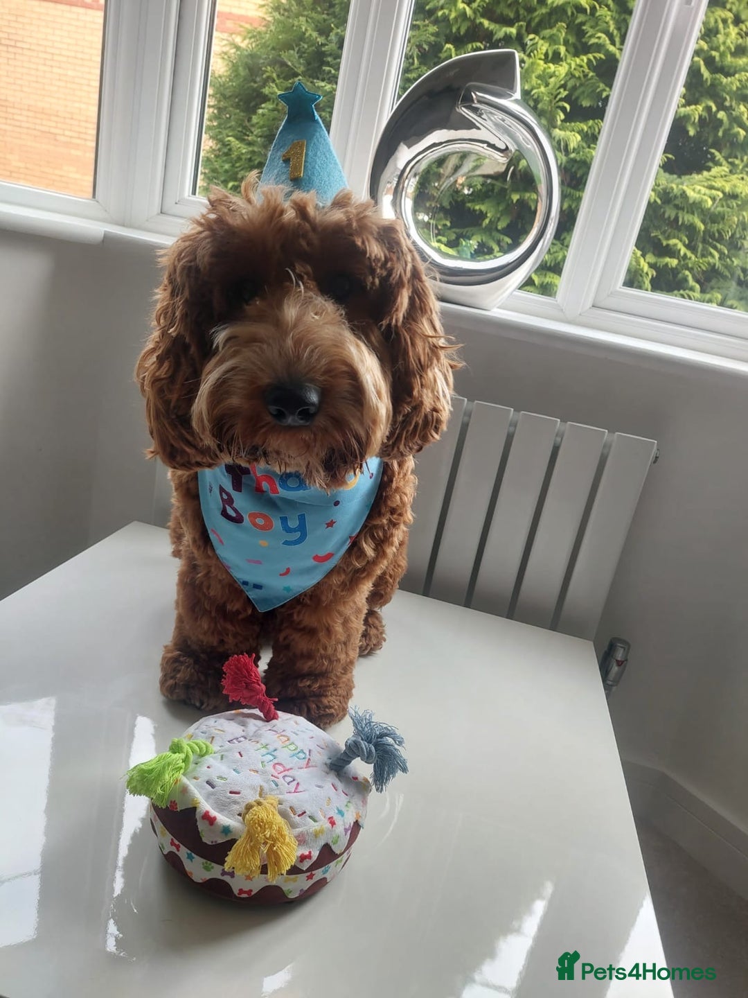 Cockapoo dogs for sale: F1 MINIATURE SHOWLINE COCKAPOO PUPPIES - Advert 10