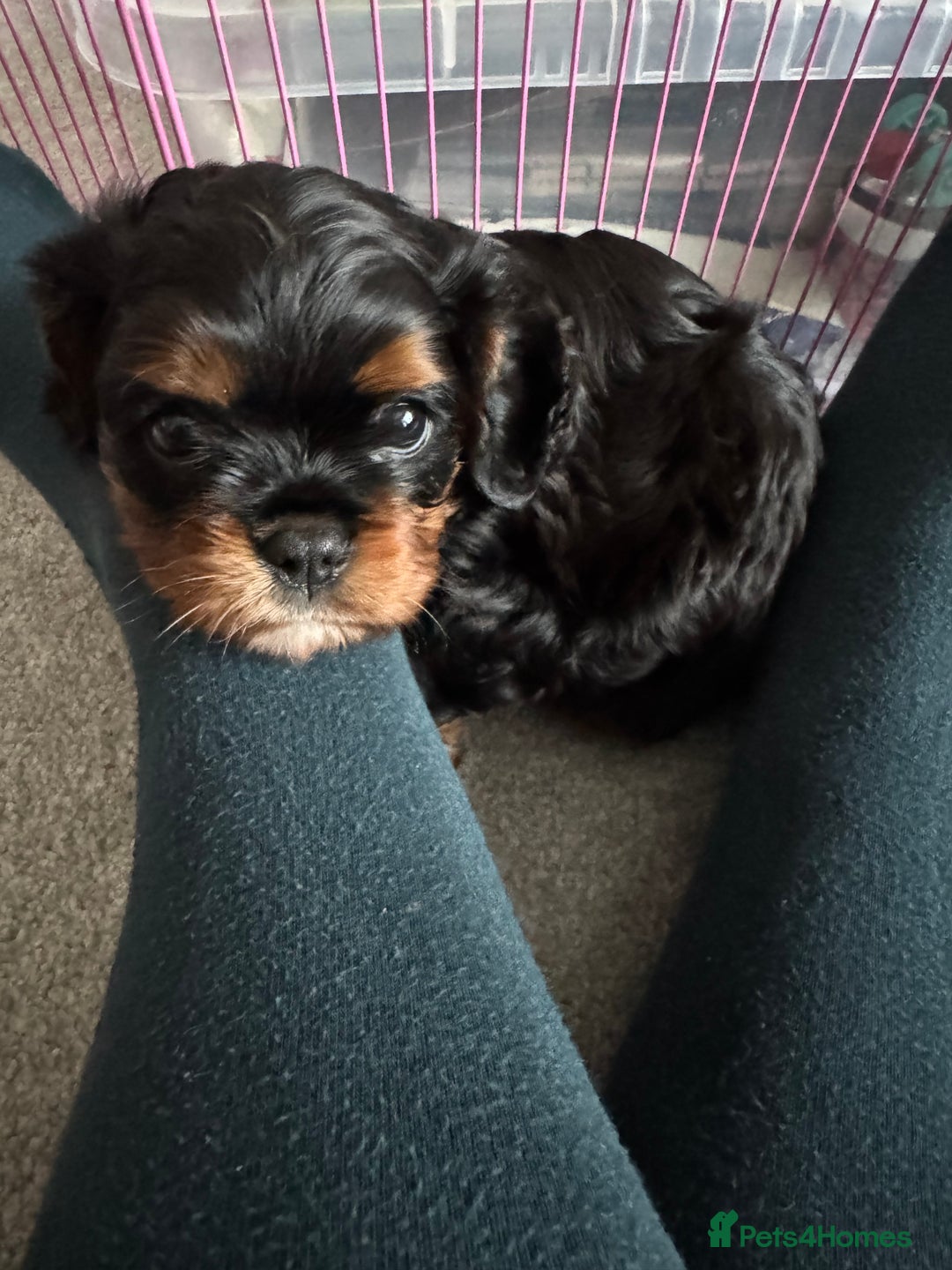 Cavalier King Charles Spaniel dogs for sale: Black and Tan boy - Advert 7